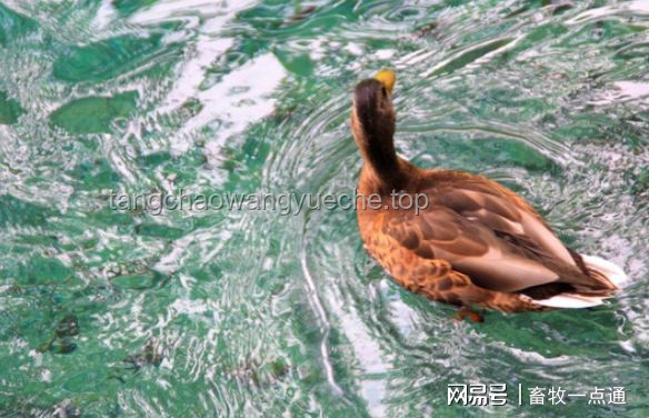 **鸭子与人工清除浮萍的对比分析**