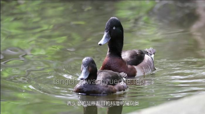 **鸭子与人工清除浮萍的对比分析**