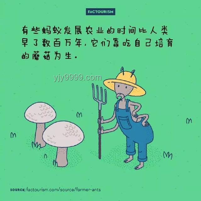 精灵宝可梦中有哪些鲜为人知的有趣冷知识？