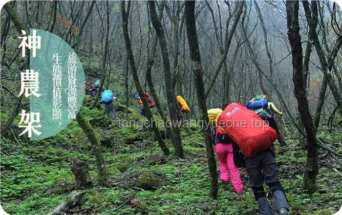 神农架景区“野人”招聘火爆解析：保障与机遇并存